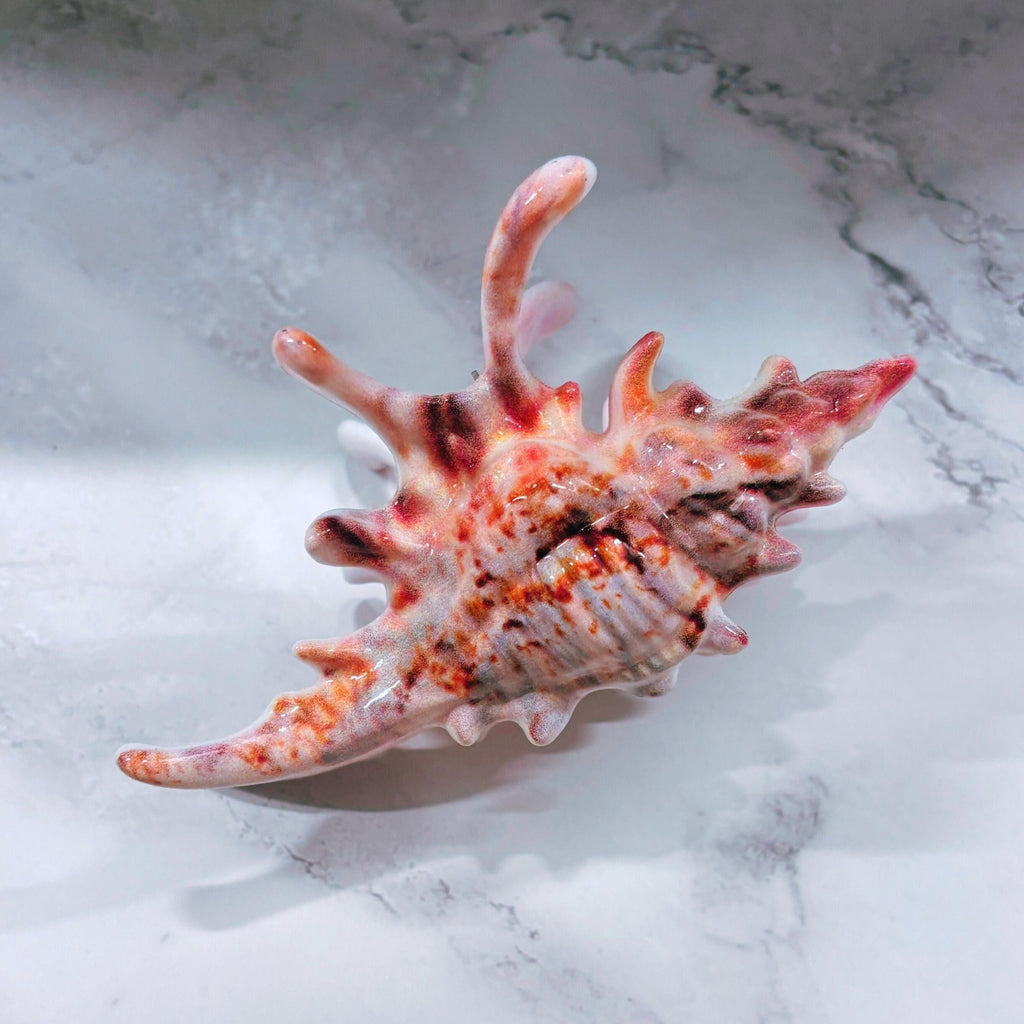 Velvet Claws Realistic Conch Shell Hair Claw in Natural Brown and White